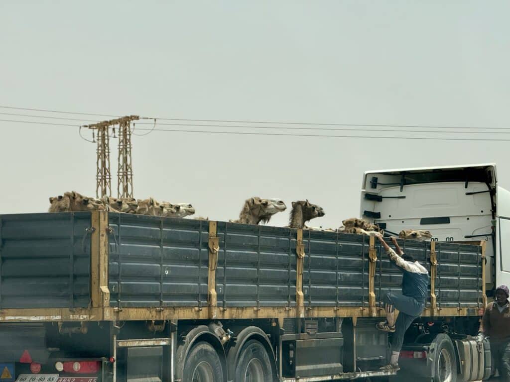 Camellos transportados en un camión por una carretera del Sáhara, con un hombre subido al lateral supervisando