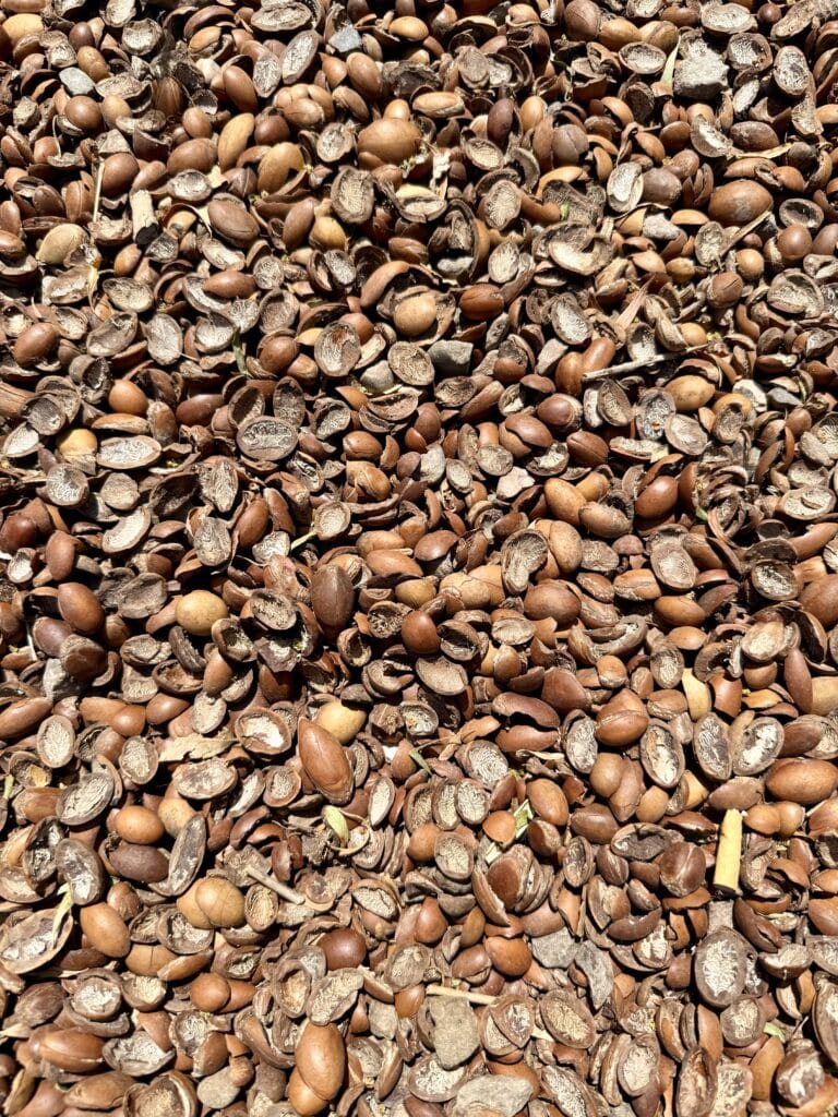Detalle de semillas de argán utilizadas en cooperativas femeninas para producir aceite artesanal
