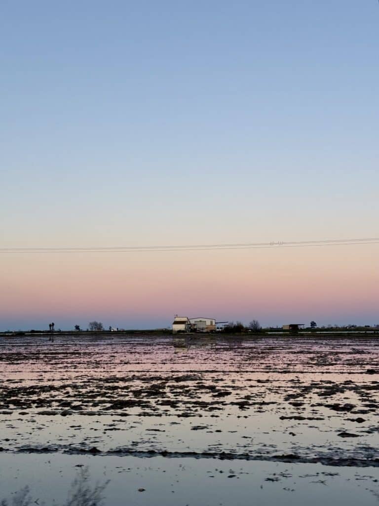 arrozales-inundados-delta-ebre-invierno